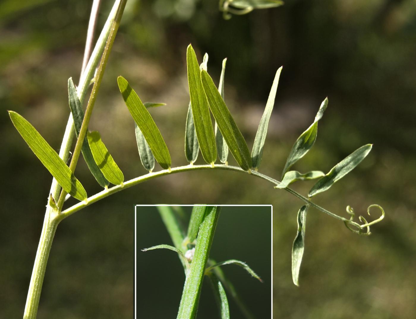 Vetch, Fine-leaved leaf